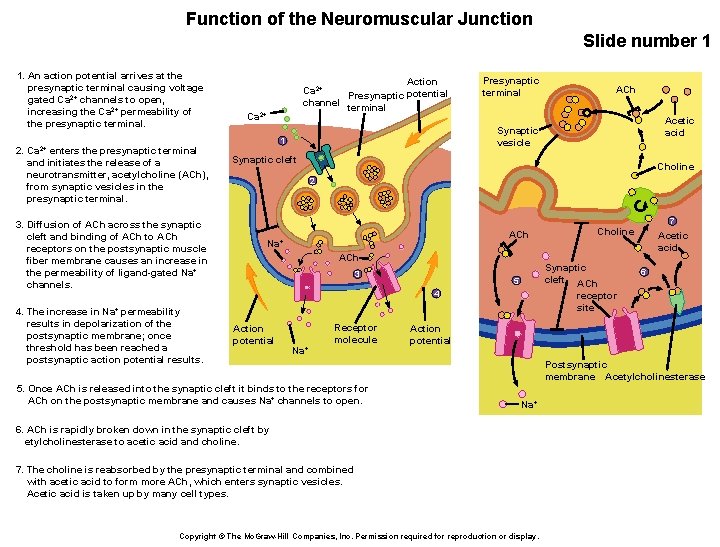 Function of the Neuromuscular Junction Slide number 1 1. An action potential arrives at