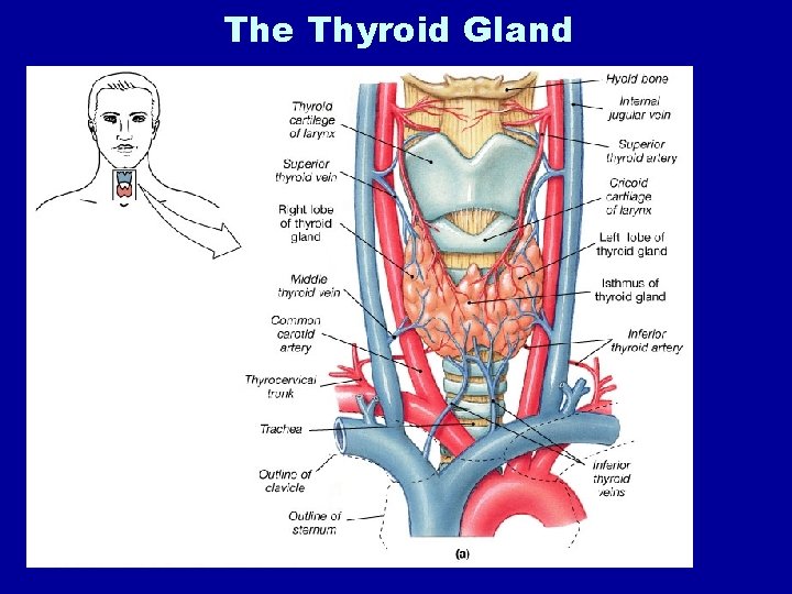 The Thyroid Gland 