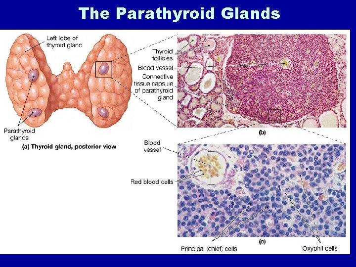 The Parathyroid Glands 