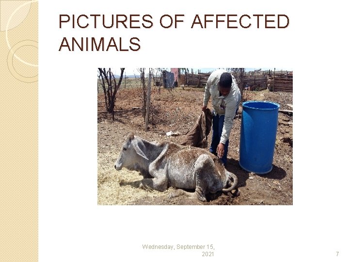 PICTURES OF AFFECTED ANIMALS Wednesday, September 15, 2021 7 