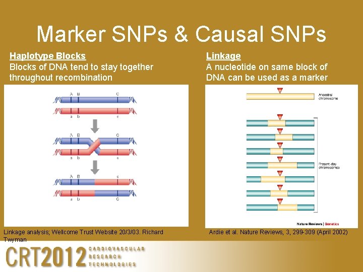 Marker SNPs & Causal SNPs Haplotype Blocks of DNA tend to stay together throughout