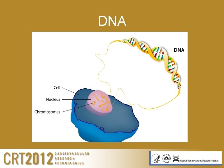 DNA 