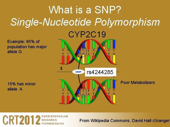 What is a SNP? Single-Nucleotide Polymorphism CYP 2 C 19 Example: 85% of population