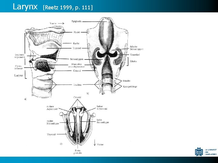 Larynx [Reetz 1999, p. 111] 