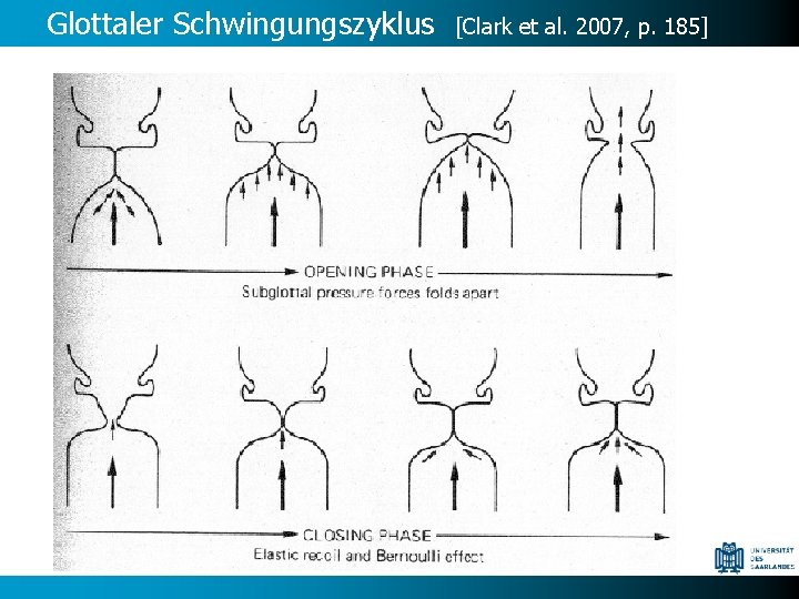 Glottaler Schwingungszyklus [Clark et al. 2007, p. 185] 