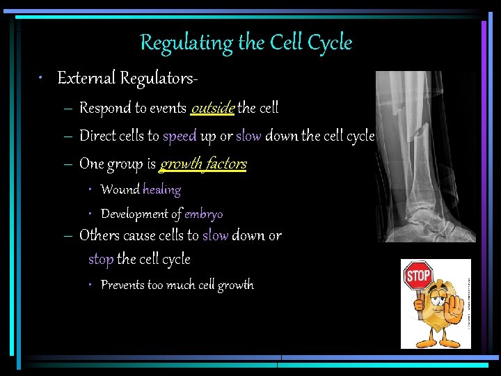 Regulating the Cell Cycle • External Regulators– Respond to events outside the cell –