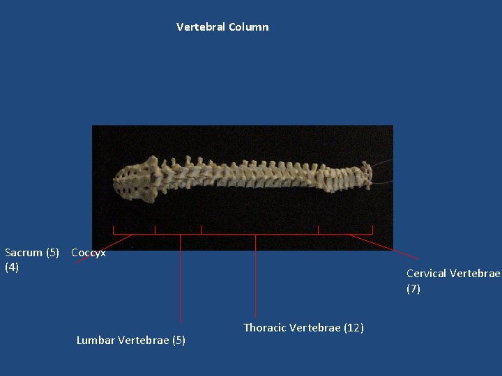 Vertebral Column Sacrum (5) Coccyx (4) Lumbar Vertebrae (5) Cervical Vertebrae (7) Thoracic Vertebrae