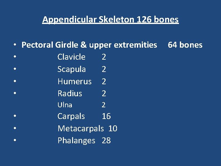 Appendicular Skeleton 126 bones • Pectoral Girdle & upper extremities • Clavicle 2 •