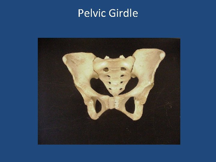 Pelvic Girdle 