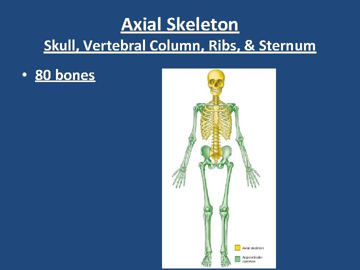 Axial Skeleton Skull, Vertebral Column, Ribs, & Sternum • 80 bones 