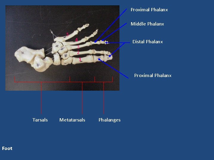 Proximal Phalanx Middle Phalanx 5 4 3 2 1 Distal Phalanx Proximal Phalanx Tarsals