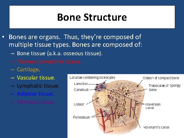 Bone Structure • Bones are organs. Thus, they’re composed of multiple tissue types. Bones