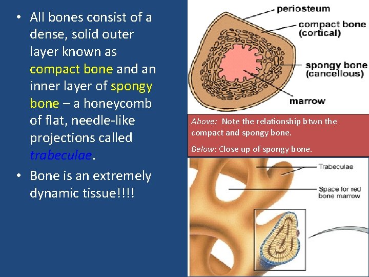  • All bones consist of a dense, solid outer layer known as compact