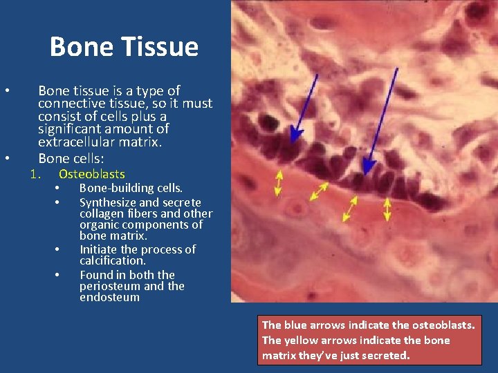 Bone Tissue • • Bone tissue is a type of connective tissue, so it