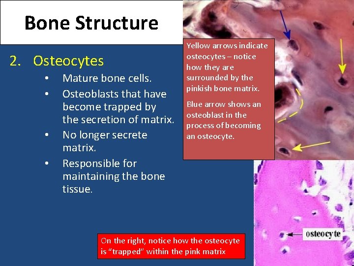 Bone Structure 2. Osteocytes • • Mature bone cells. Osteoblasts that have become trapped