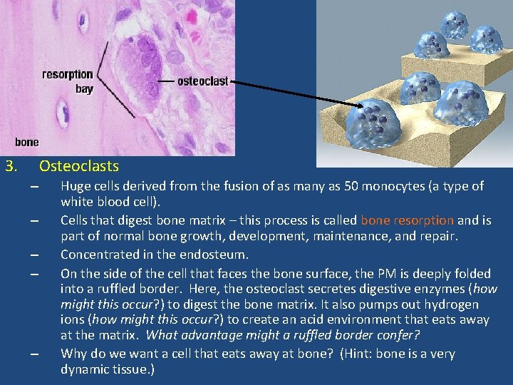 3. Osteoclasts – – – Huge cells derived from the fusion of as many