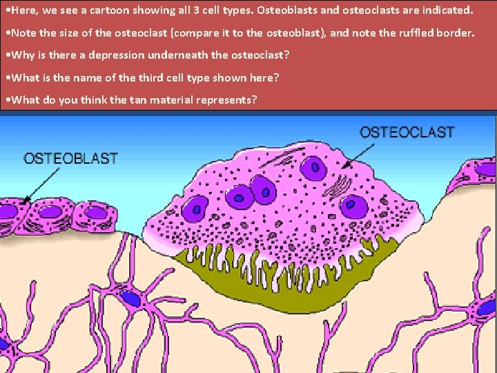  • Here, we see a cartoon showing all 3 cell types. Osteoblasts and
