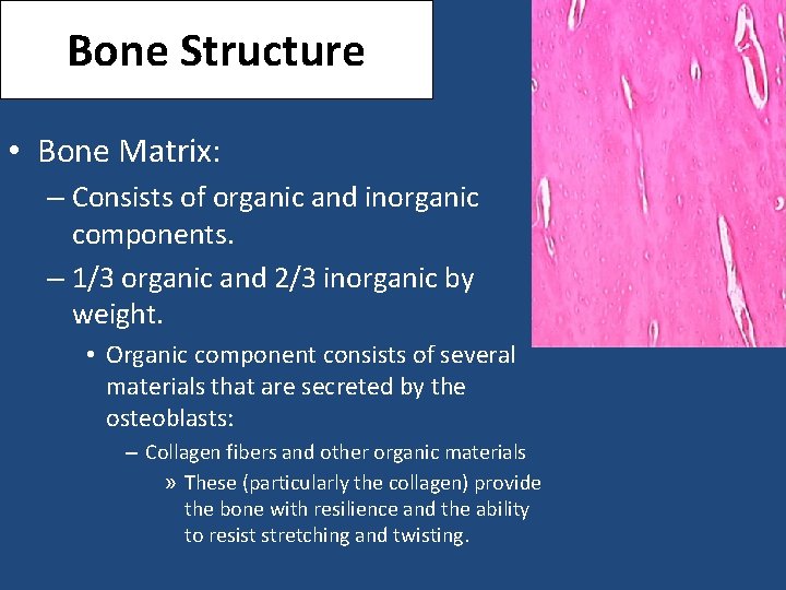 Bone Structure • Bone Matrix: – Consists of organic and inorganic components. – 1/3