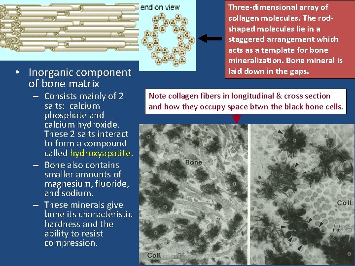  • Inorganic component of bone matrix – Consists mainly of 2 salts: calcium