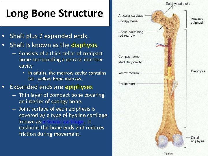 Long Bone Structure • Shaft plus 2 expanded ends. • Shaft is known as