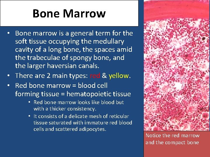 Bone Marrow • Bone marrow is a general term for the soft tissue occupying
