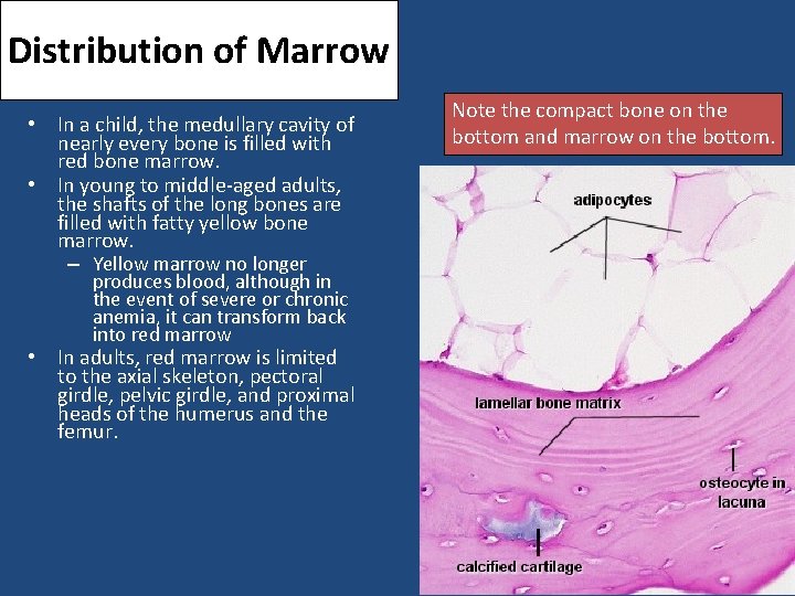 Distribution of Marrow • In a child, the medullary cavity of nearly every bone