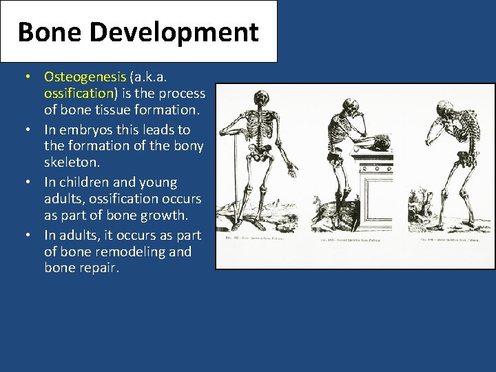 Bone Development • Osteogenesis (a. k. a. ossification) is the process of bone tissue