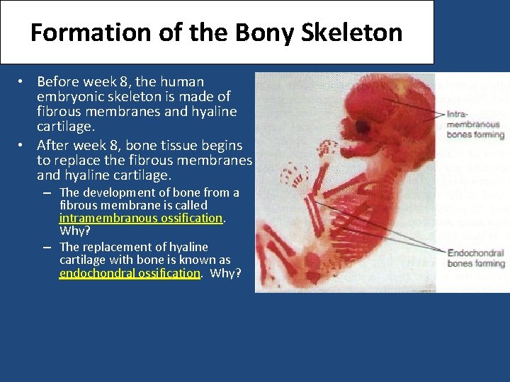 Formation of the Bony Skeleton • Before week 8, the human embryonic skeleton is