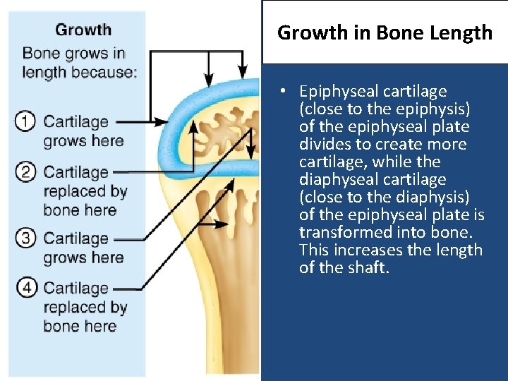 Growth in Bone Length • Epiphyseal cartilage (close to the epiphysis) of the epiphyseal