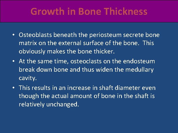 Growth in Bone Thickness • Osteoblasts beneath the periosteum secrete bone matrix on the