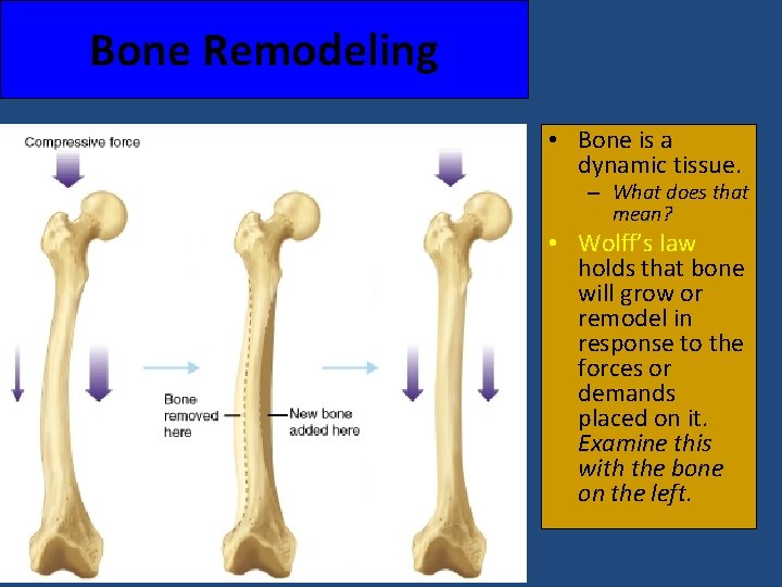 Bone Remodeling • Bone is a dynamic tissue. – What does that mean? •