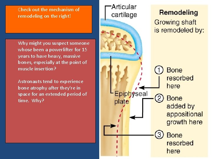 Check out the mechanism of remodeling on the right! Why might you suspect someone