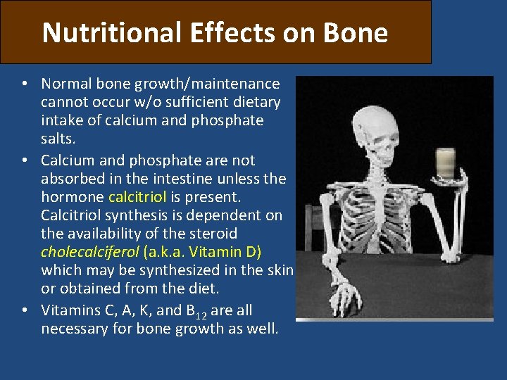 Nutritional Effects on Bone • Normal bone growth/maintenance cannot occur w/o sufficient dietary intake