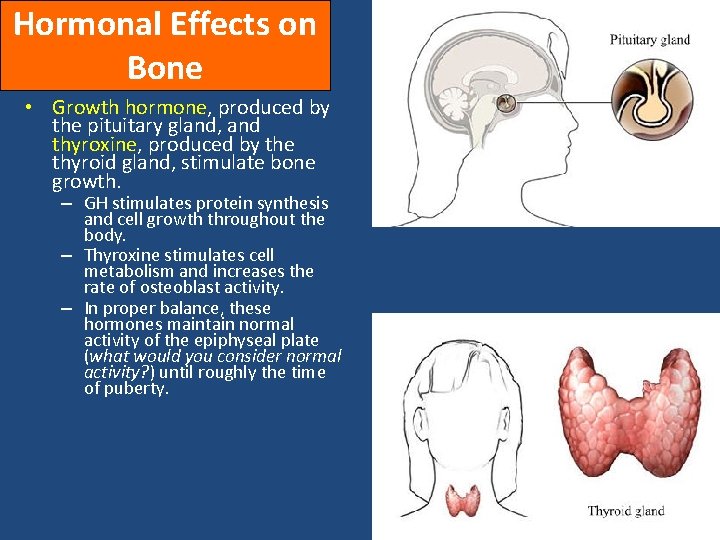 Hormonal Effects on Bone • Growth hormone, produced by the pituitary gland, and thyroxine,
