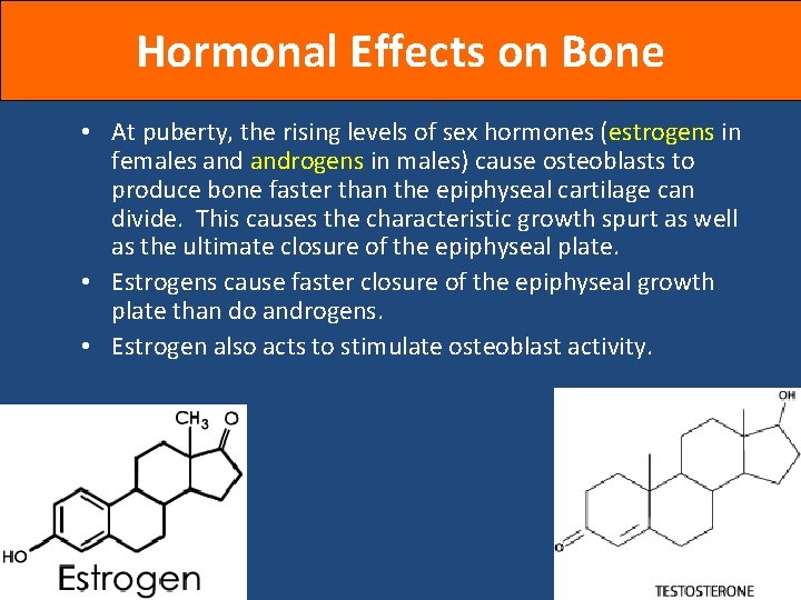 Hormonal Effects on Bone • At puberty, the rising levels of sex hormones (estrogens