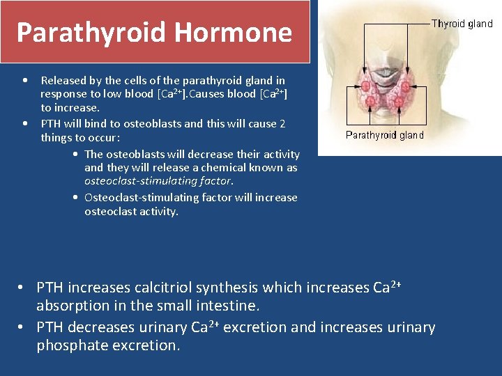 Parathyroid Hormone • Released by the cells of the parathyroid gland in response to