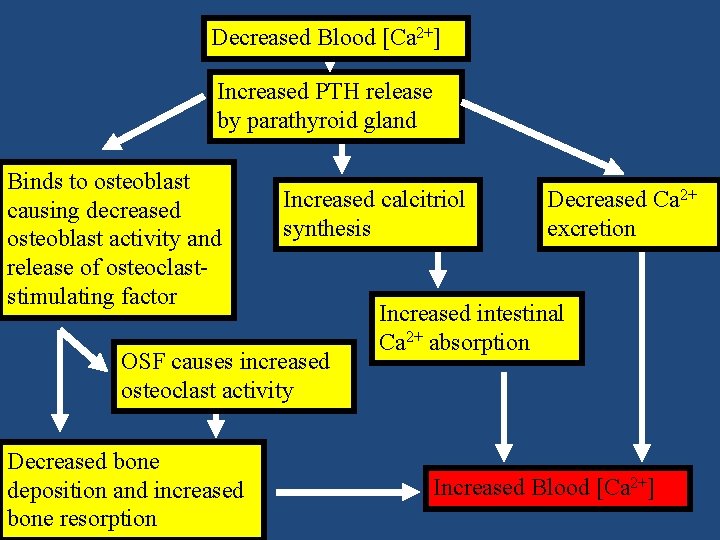 Decreased Blood [Ca 2+] Increased PTH release by parathyroid gland Binds to osteoblast causing