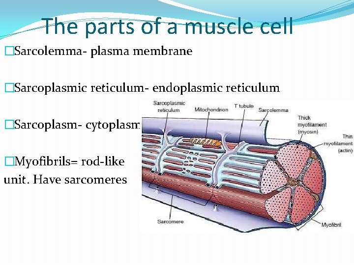 The parts of a muscle cell �Sarcolemma- plasma membrane �Sarcoplasmic reticulum- endoplasmic reticulum �Sarcoplasm-