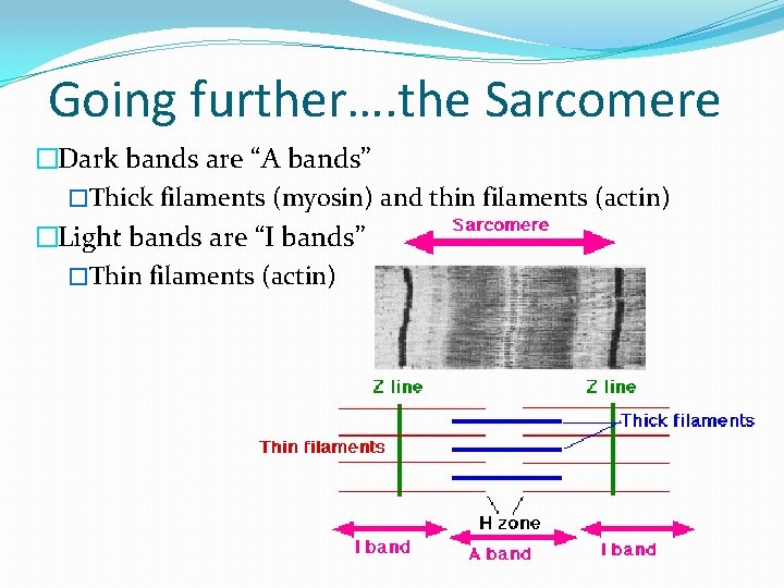 Going further…. the Sarcomere �Dark bands are “A bands” �Thick filaments (myosin) and thin