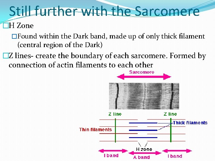 Still further with the Sarcomere �H Zone �Found within the Dark band, made up