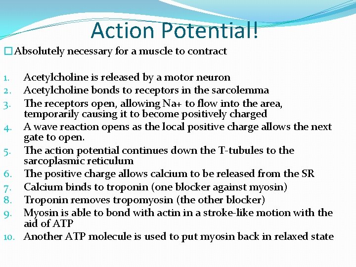 Action Potential! �Absolutely necessary for a muscle to contract Acetylcholine is released by a
