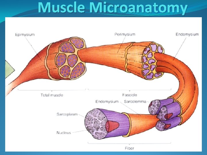 Muscle Microanatomy 