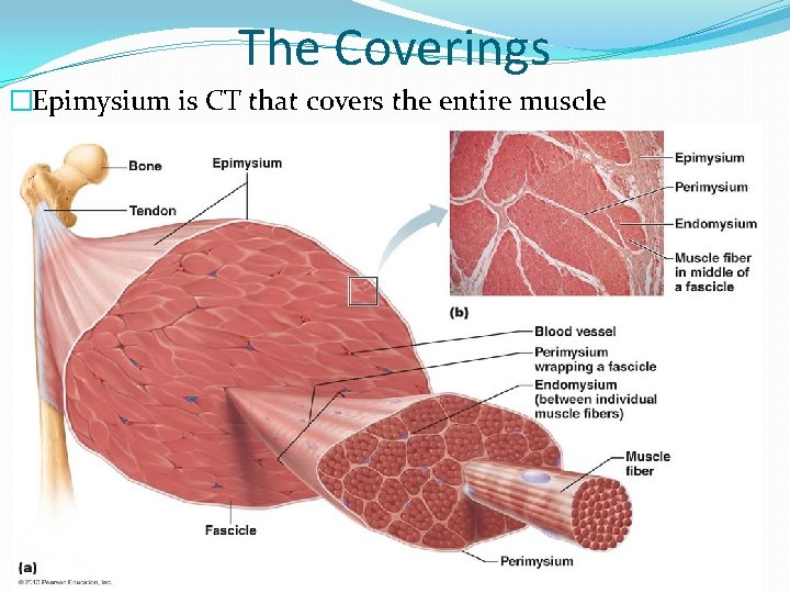 The Coverings �Epimysium is CT that covers the entire muscle 