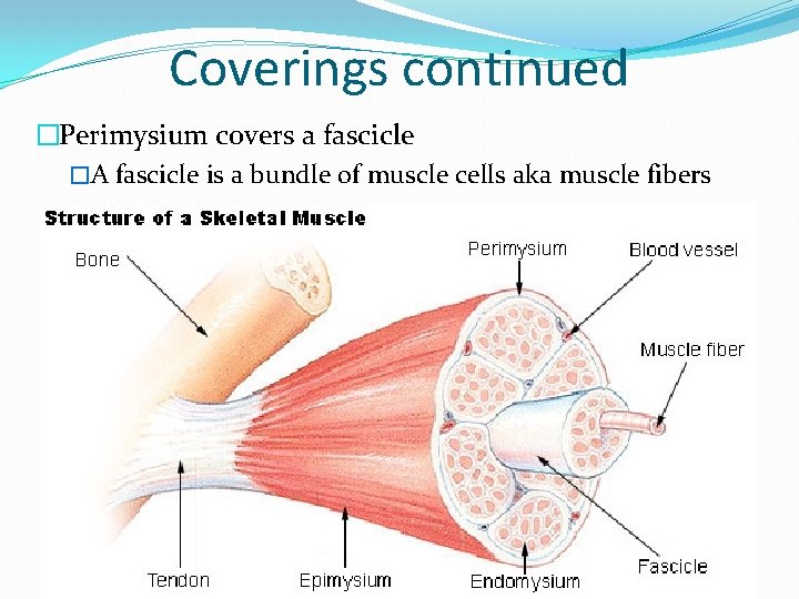 Coverings continued �Perimysium covers a fascicle �A fascicle is a bundle of muscle cells