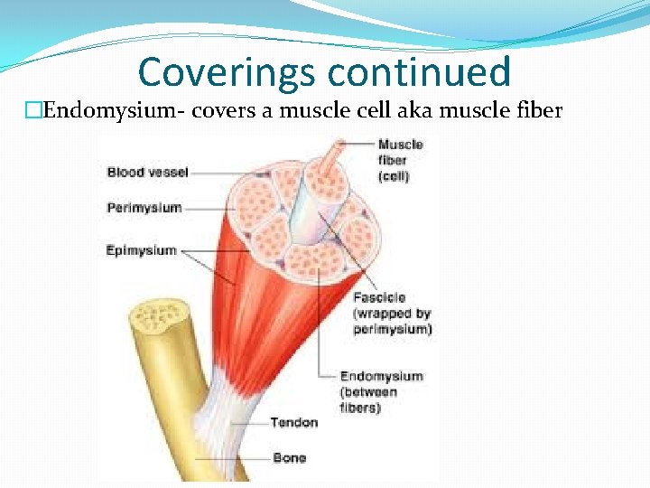 Coverings continued �Endomysium- covers a muscle cell aka muscle fiber 