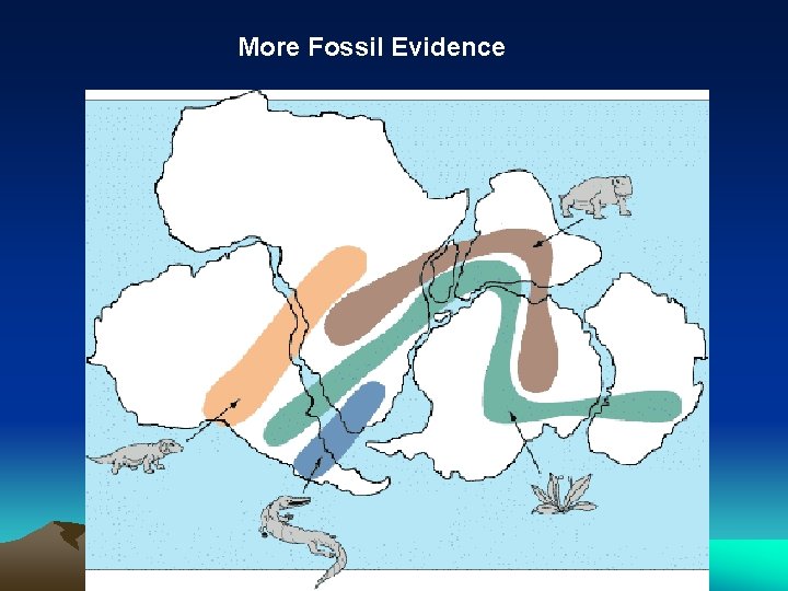 More Fossil Evidence 