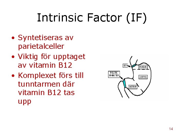 Intrinsic Factor (IF) • Syntetiseras av parietalceller • Viktig för upptaget av vitamin B