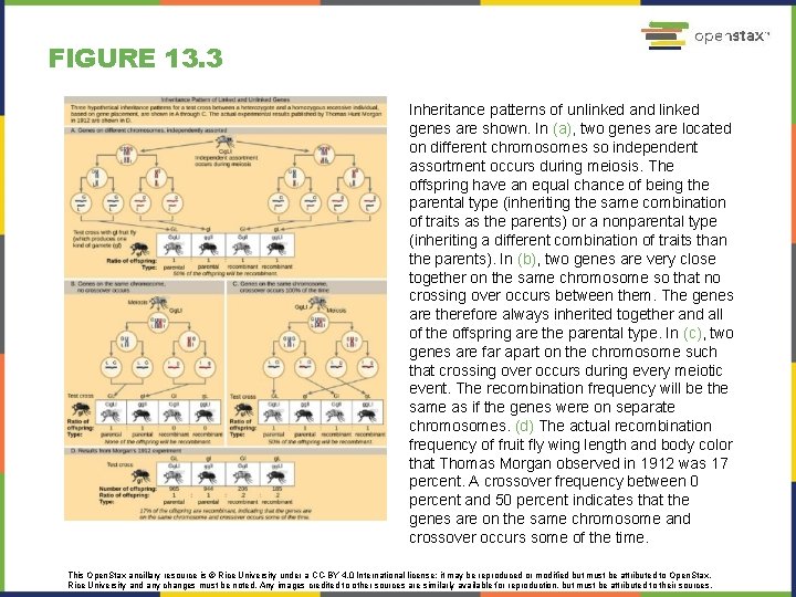 Chapter 13 MODERN UNDERSTANDING OF INHERITANCE Chromosomal theory