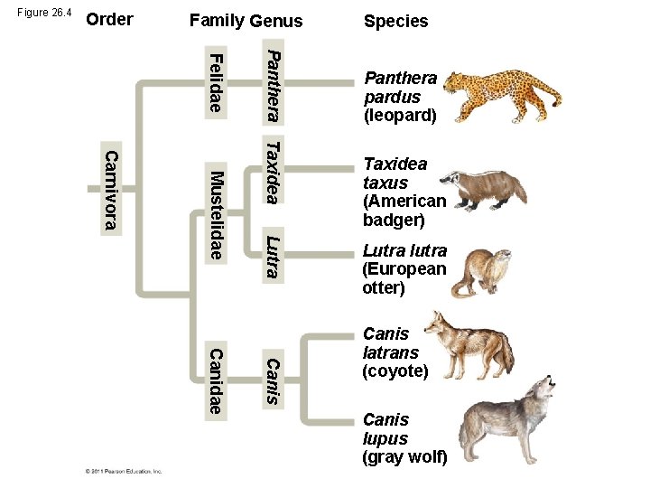 Figure 26. 4 Order Family Genus Species Panthera Felidae Panthera pardus (leopard) Taxidea Lutra