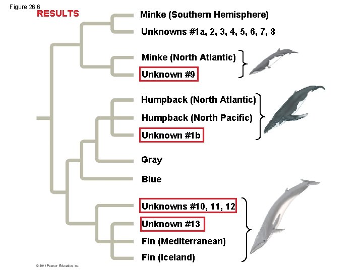 Figure 26. 6 RESULTS Minke (Southern Hemisphere) Unknowns #1 a, 2, 3, 4, 5,